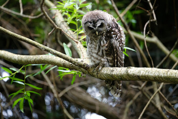 Fledging Barred Owl waits for parents to return with meal of Crayfish.