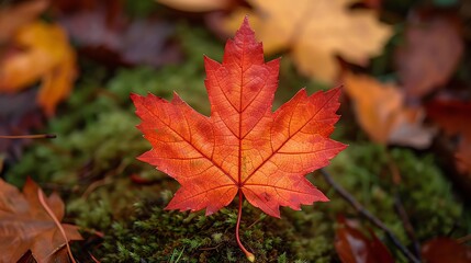 Detailed shot of a rustcolored maple leaf in early autumn, highlighting veins and subtle variations in shade against a forest floor carpeted with moss and fallen leaves