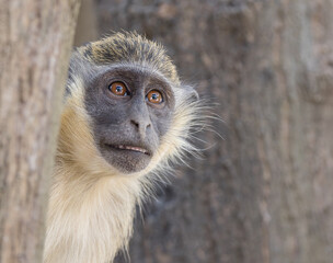 Gazing Green Monkey