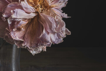 closeup of dried flower with wilted petals and intricate texture against dark background, moody and elegant