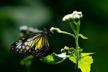 Yellow glassy tiger butterfly parantica aspasia, perching on white bush flower, natural bokeh background