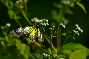Yellow glassy tiger butterfly parantica aspasia, perching on white bush flower, natural bokeh background