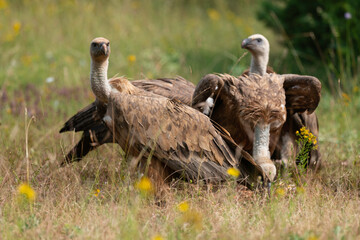 Vautour fauve,.Gyps fulvus, Griffon Vulture, Parc naturel régional des grands causses 48, Lozere, France