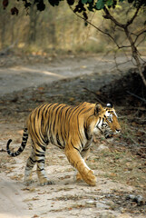 Tigre, Panthera tigris,  Parc national de Bandhavgarh , Inde