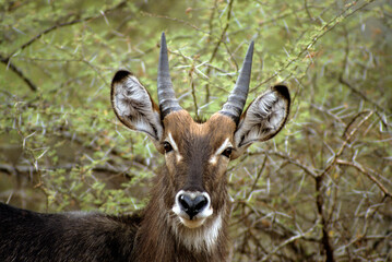 Cobe à croissant, Kobus ellipsiprymnus,  Kenya