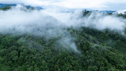 Aerial top view forest green tree fog, Rainforest ecosystem and healthy environment background, Texture of green tree forest, forest view from above. Nan province Thailand.