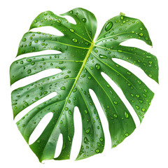 A close-up image of a single monstera leaf with dewdrops on its surface, isolated on a white background. The leaf is green and has a distinct shape
