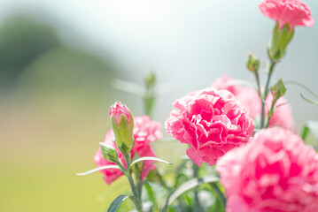 青空の下で咲くカーネーション