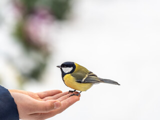 Naklejka premium A tit sits on a man's hand and eats seeds.