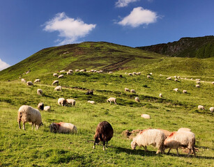 Obraz premium Grand troupeau de moutons