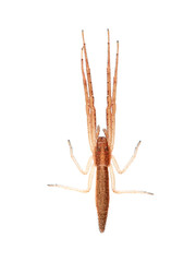 Squid spider on a white background. Monaeses paradoxus