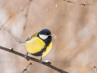 Cute bird Great tit, songbird sitting on the fir branch with snow in winter