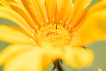 黄色いガザニアの花を接写