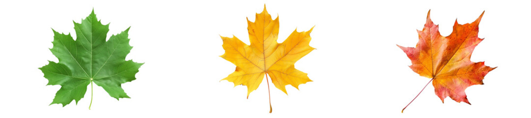Set of Autumn Leaves, Green, Yellow, and Red Maple Leaves, Isolated on Transparent PNG Background
