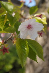 桜