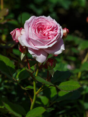 Rosa Princess Alexandra blooms in a summer garden. Growing roses in the garden.	