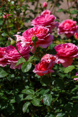 Rosa Princess Alexandra blooms in a summer garden. Growing roses in the garden.	