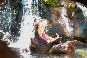 A hippopotamus with an open mouth grabs water from a waterfall, the second one watches. A couple of hippos swimming and enjoy water treatments in the summer heat.