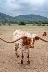 White and brown Texas longhorn cow in grass field