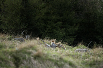 Red fox is staying on the meadow. Fox during spring in the forest. 