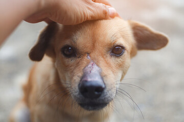 The poor dog had a scar on his nose.Concept for helping abandoned or abused animals
