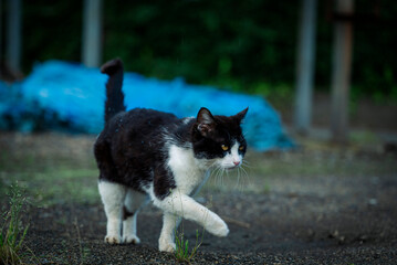 ブルーシートの前を歩く黒と白の野良猫