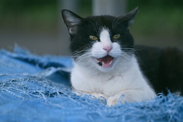 ブルーシートの上の黒と白の野良猫