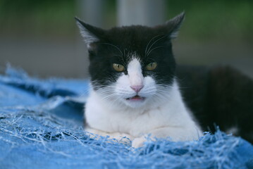 ブルーシートの上の黒と白の野良猫
