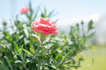 青空の下で咲くピンクのカーネーション