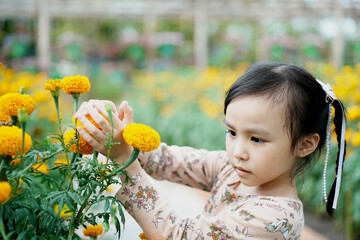 Child and Marigold flowers at field.