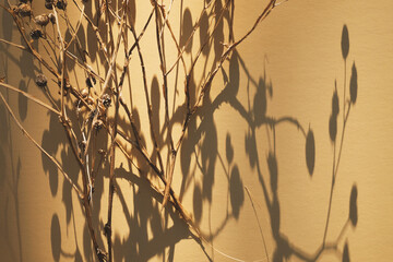 Dry plant in dappled natural light with tan background and shadows for fall or autumn season.