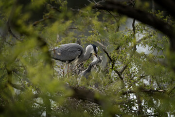 Fototapeta premium Grey herons are take care of their chicks on the nest. Herons are nesting on the trees. Grey birds with long neck and beak.