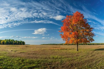Panorama of a maple tree on a meadow against a blue sky