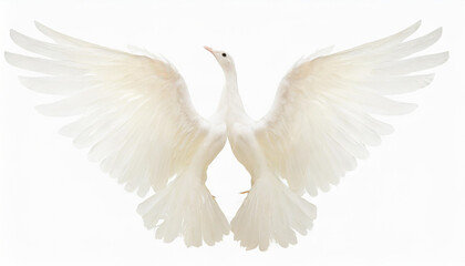 white angel wings isolated on a white background