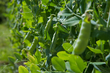 Pea plant with ripe pods visible in a garden