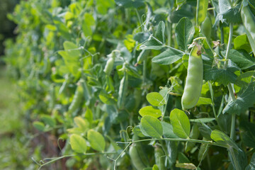 Pea plant with ripe pods visible in a garden