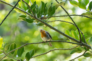 European robin (Erithacus rubecula) sitting on a tree branch in Zurich, Switzerland