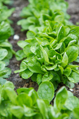 The corn salad (Valerianella) plant growing in a garden    