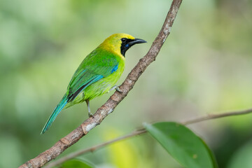 Blue-winged Leafbird (Chloropsis cochinchinensis) at Tasik Kenyir, Terengganu