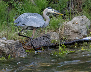 Great Blue Heron