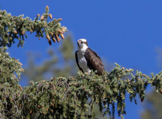 Osprey