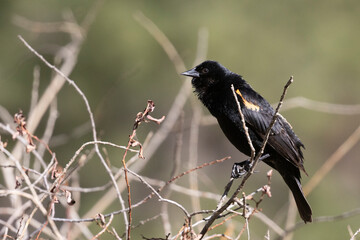 Female Red-winged Blackbird