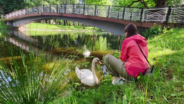 A young girl feeds swans with dandelion leaves on a pond in a spring park.