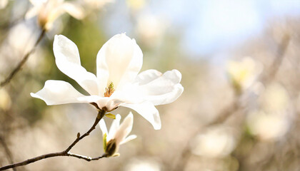 White Star Magnolia Stellata Blossoms in Early Spring Against a Sunny Blue Sky