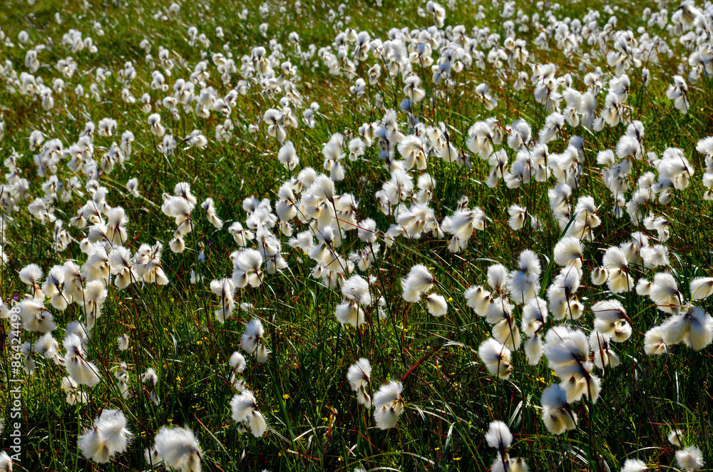 Poster the common cottongrass (eriophorum angustifolium) in a peat bog. gorbeia or gorbea natural park.