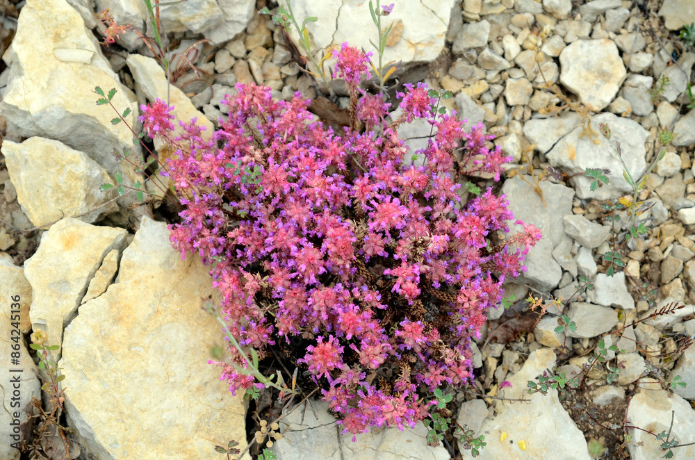 Poster The lithophyte plant Coris monspeliensis on a loamy soil