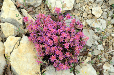 The lithophyte plant Coris monspeliensis on a loamy soil