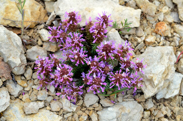 The lithophyte plant Coris monspeliensis on a loamy soil