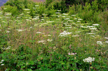 The wild angelica plant (Angelica sylvestris) in flower