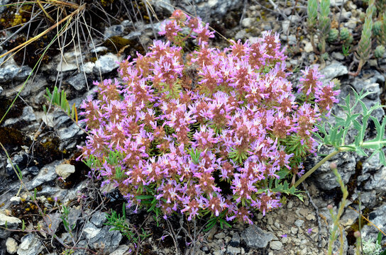 The lithophyte plant Coris monspeliensis on a loamy soil